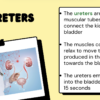 The Urinary System - Image 4